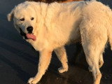 Chiot femelle Berger des Tatras LOF de mars 2026 en vente