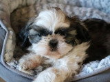 Chiot Shih Tzu mâle LOF à vendre né en mars 2026
