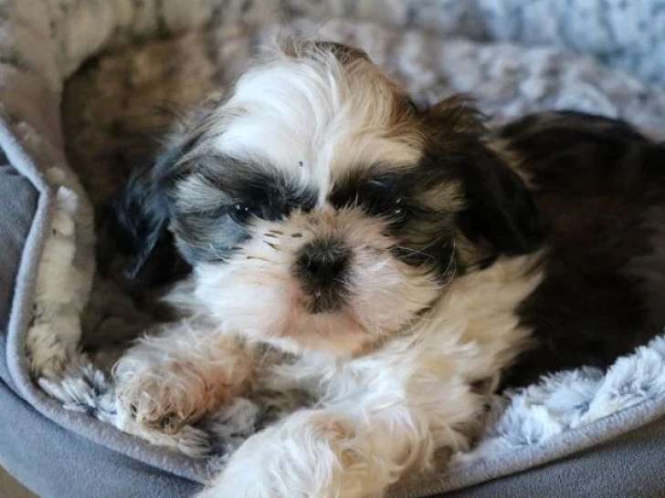 Chiot Shih Tzu mâle LOF à vendre né en mars 2026