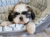 Chiot Shih Tzu mâle LOF à vendre né en mars 2026