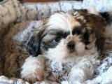 Chiot Shih Tzu mâle LOF à vendre né en mars 2026