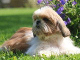 Chiot Shih Tzu mâle LOF à vendre né en mars 2026