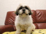 Chiot Shih Tzu mâle LOF à vendre né en mars 2026