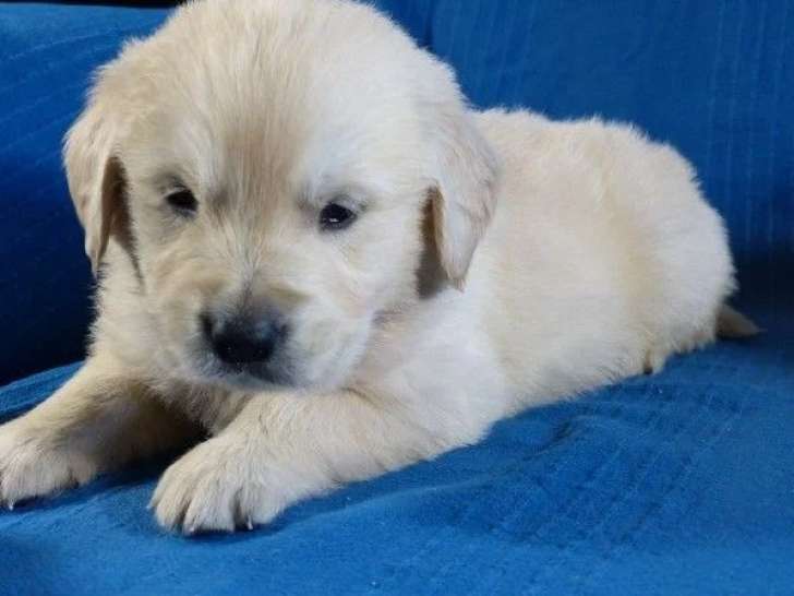 5 chiots Golden Retriever non LOF nés en avril 2026 à réserver