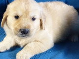 5 chiots Golden Retriever non LOF nés en avril 2026 à réserver