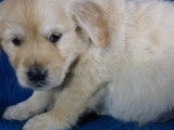 5 chiots Golden Retriever non LOF nés en avril 2026 à réserver
