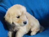 5 chiots Golden Retriever non LOF nés en avril 2026 à réserver