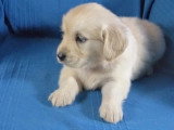 5 chiots Golden Retriever non LOF nés en avril 2026 à réserver