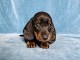 Chiot Teckel à poil ras