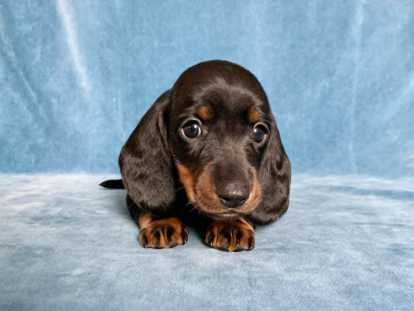 Chiot Teckel à poil ras