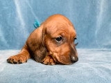 Chiot Teckel à poil ras