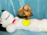Chiot Teckel à poil ras