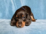 Chiot Teckel à poil ras