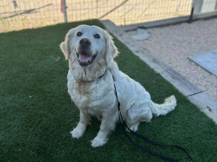 Golden Retriever femelle de 2019 LOF à vendre