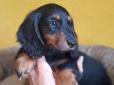 Chiot femelle Teckel à poils longs non LOF né en mars 2026 à vendre