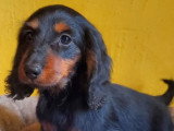 Chiot femelle Teckel à poils longs non LOF né en mars 2026 à vendre