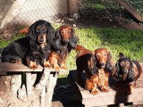 Chiot femelle Teckel à poils longs non LOF né en mars 2026 à vendre