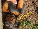 Chiot femelle Teckel à poils longs non LOF né en mars 2026 à vendre