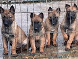 Chiot femelle Berger Belge Malinois non LOF de mars 2026 à vendre
