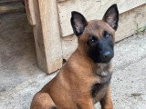 Chiot femelle Berger Belge Malinois non LOF de mars 2026 à vendre