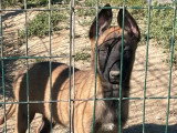 Chiot femelle Berger Belge Malinois non LOF de mars 2026 à vendre