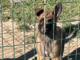 Chiot femelle Berger Belge Malinois non LOF de mars 2026 à vendre