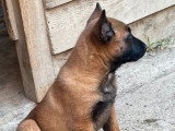 Chiot femelle Berger Belge Malinois non LOF de mars 2026 à vendre