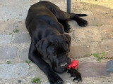 Chiot femelle Chien de Cour Italien LOF née décembre 2025 à vendre