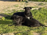 Chiot femelle Chien de Cour Italien LOF née décembre 2025 à vendre