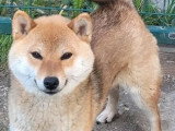 Femelle Shiba Inu rousse LOF à vendre née en décembre 2024
