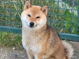 Femelle Shiba Inu rousse LOF à vendre née en décembre 2024