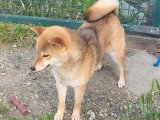 Femelle Shiba Inu rousse LOF à vendre née en décembre 2024