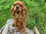 Femelle Cavalier King Charles ruby LOF à vendre née en avril 2025