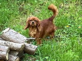 Femelle Cavalier King Charles ruby LOF à vendre née en avril 2025