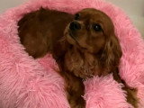 Femelle Cavalier King Charles ruby LOF à vendre née en avril 2025