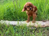 Femelle Cavalier King Charles ruby LOF à vendre née en avril 2025