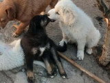 Terra et Gina, deux chiots femelles à adopter en association