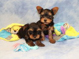 3 chiots Yorkshire mâles à réserver non LOF nés en avril 2026