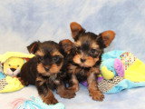 3 chiots Yorkshire mâles à réserver non LOF nés en avril 2026