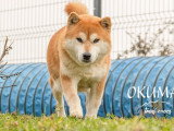 Chienne Shiba Inu LOF stérilisée de 7 ans à vendre