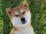 Chienne Shiba Inu LOF stérilisée de 7 ans à vendre