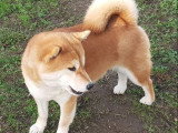 Chienne Shiba Inu LOF stérilisée de 7 ans à vendre