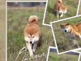 Chienne Shiba Inu LOF stérilisée de 7 ans à vendre