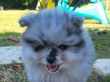2 chiots Spitz Nain Pomeranian merle non LOF d'avril 2026 à vendre