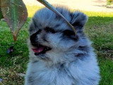 2 chiots Spitz Nain Pomeranian merle non LOF d'avril 2026 à vendre