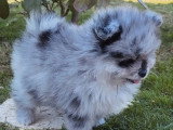 2 chiots Spitz Nain Pomeranian merle non LOF d'avril 2026 à vendre