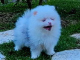 2 chiots Spitz Nain Pomeranian merle non LOF d'avril 2026 à vendre