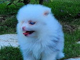 2 chiots Spitz Nain Pomeranian merle non LOF d'avril 2026 à vendre
