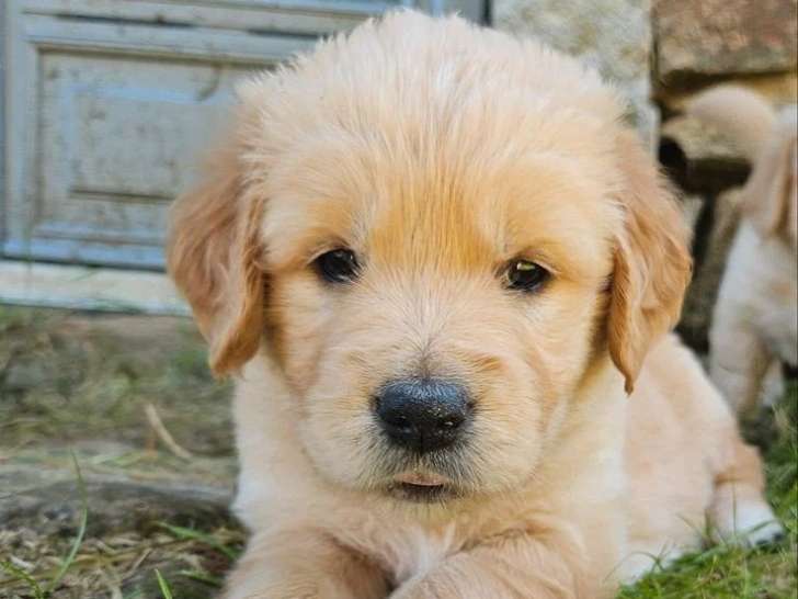 9 chiots Golden Retriever LOF nés en avril 2026 à vendre