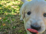 9 chiots Golden Retriever LOF nés en avril 2026 à vendre